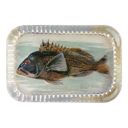 Sea Bass (Fish)