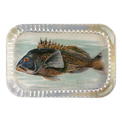 Sea Bass (Fish)