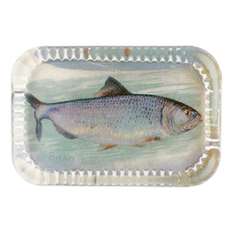 Shad (Fish)
