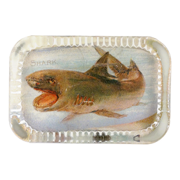 Shark (Fish)