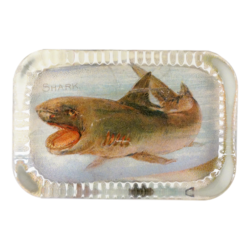 Shark (Fish)
