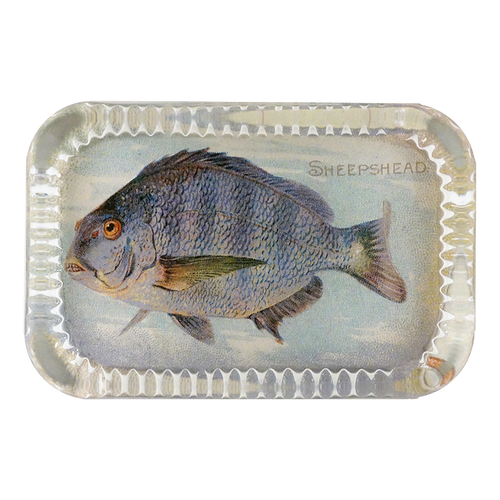 Sheepshead (Fish)