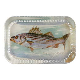 Striped Bass (Fish)