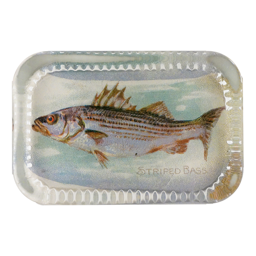 Striped Bass (Fish)