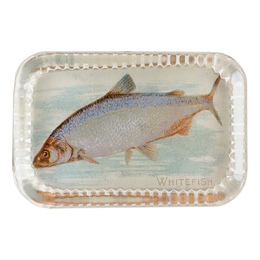 White Fish (Fish)