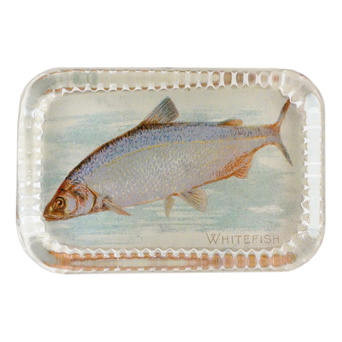 White Fish (Fish)