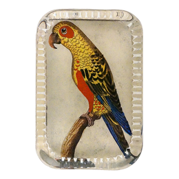 Parrot #6