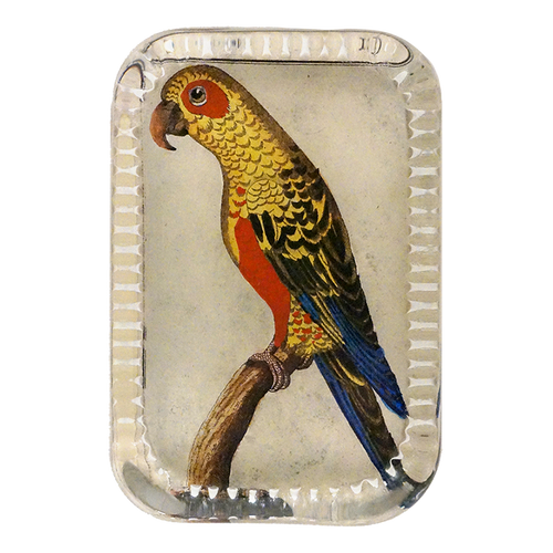 Parrot #6