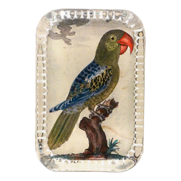 Parrot #7