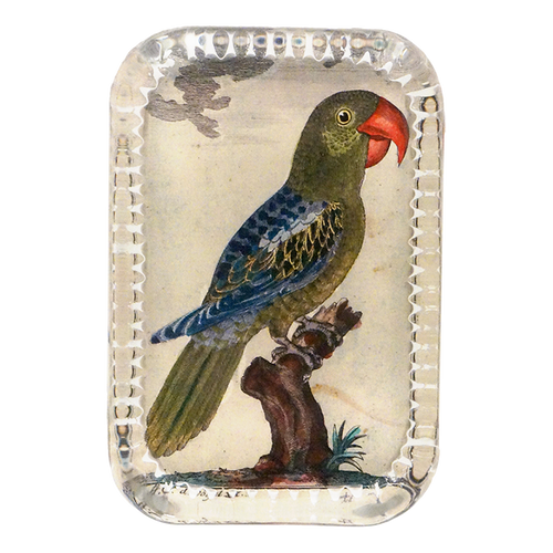 Parrot #7