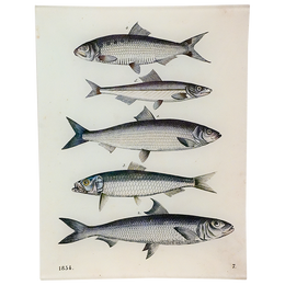 5 Fishes