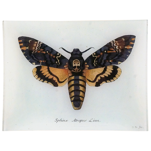 Death's-head Hawkmoth