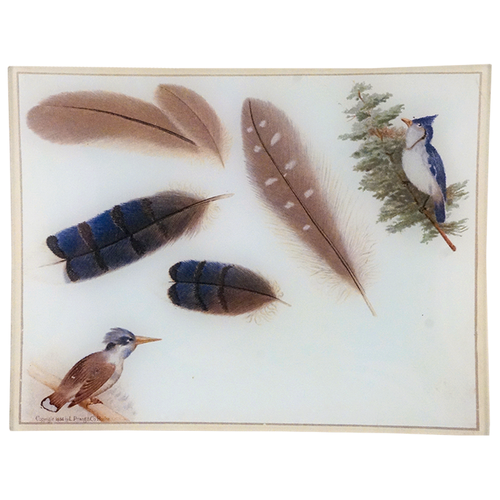 Feathers