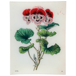 Geranium 43