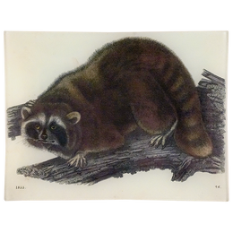 Raccoon 26