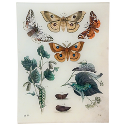 Butterflies 24