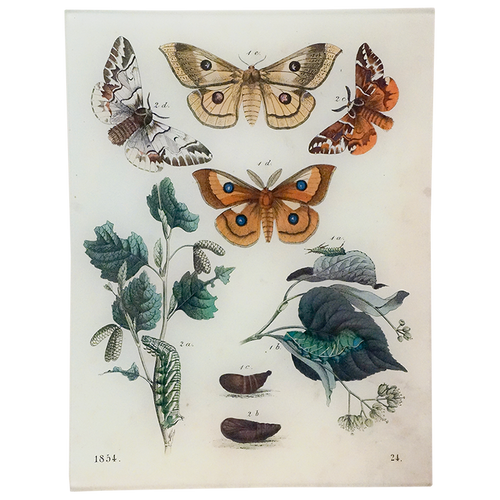 Butterflies 24