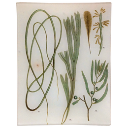 Seaweed Pl. III