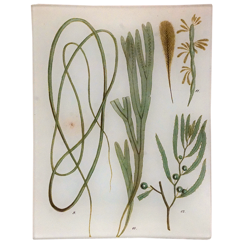 Seaweed Pl. III