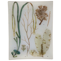 Seaweed Pl. IV