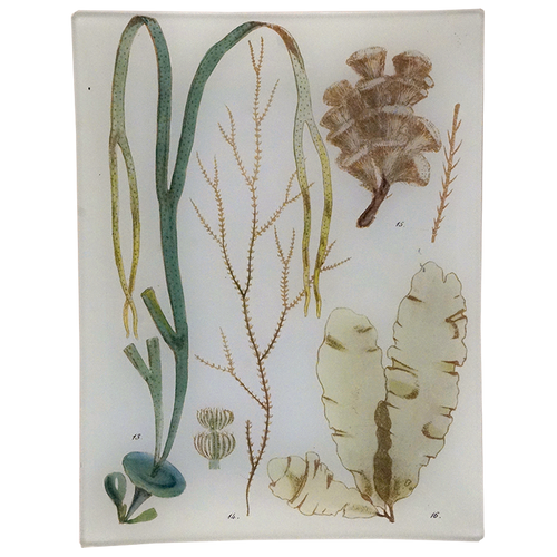 Seaweed Pl. IV