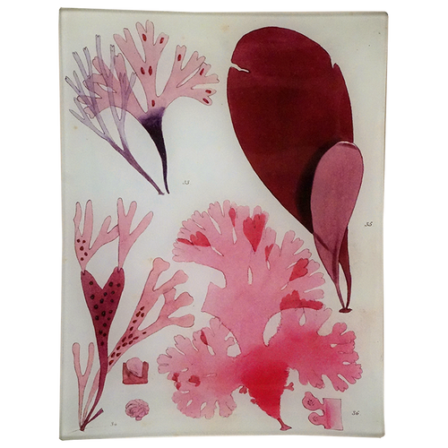 Seaweed Pl. IX