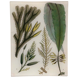 Seaweed Pl. I