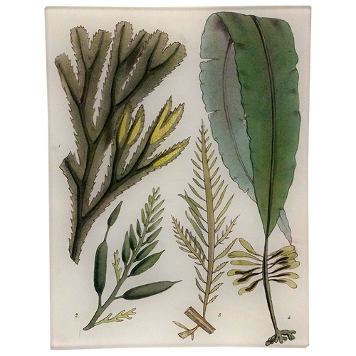Seaweed Pl. I