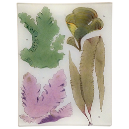 Seaweed Pl. XIX