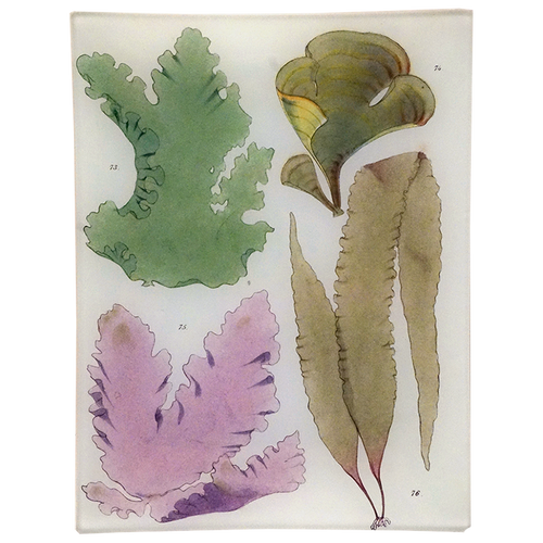 Seaweed Pl. XIX
