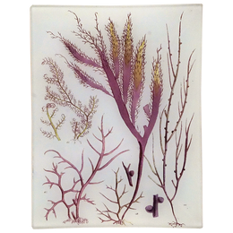 Seaweed Pl. XI
