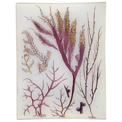 Seaweed Pl. XI