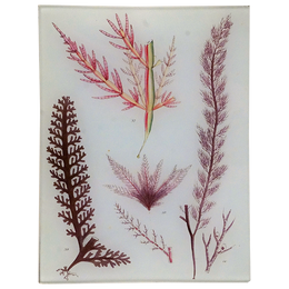 Seaweed Pl. XV