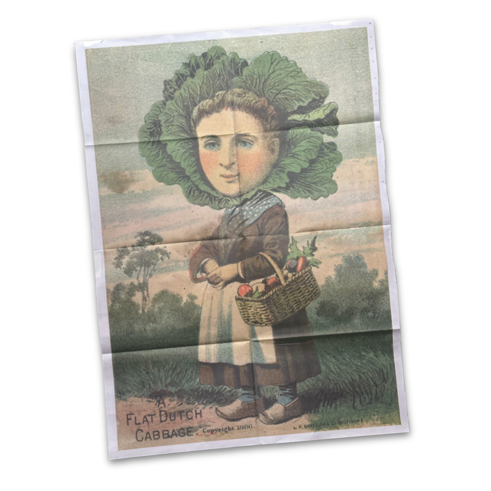 Flat Cabbage Head Poster