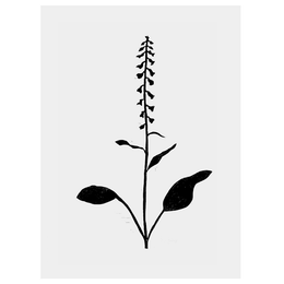 Foxglove