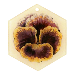 Yellow Pink (Pansy)