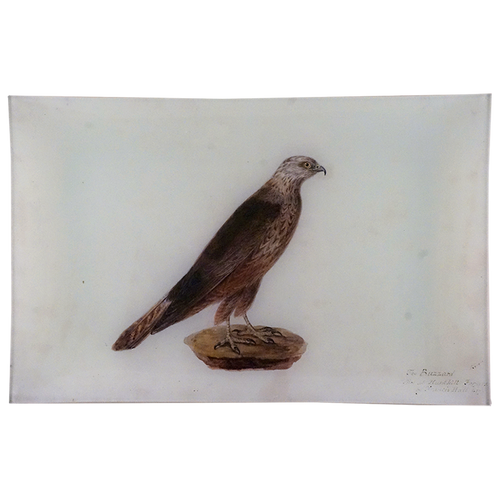 Buzzard 1830