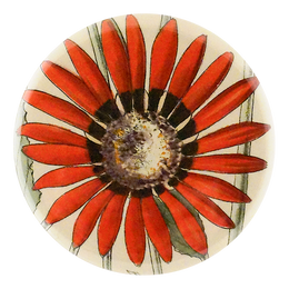 Arctotis Roodae