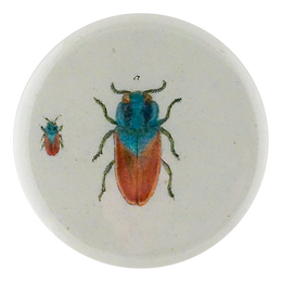 Blue Red Jewel Beetle