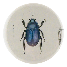 Blue Scarab Beetle
