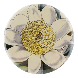 Camellia Sasanqua