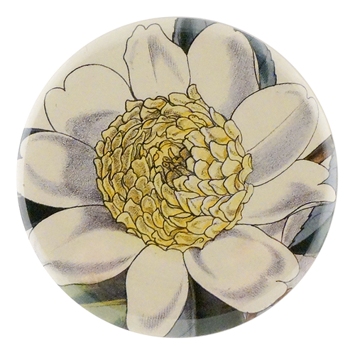 Camellia Sasanqua