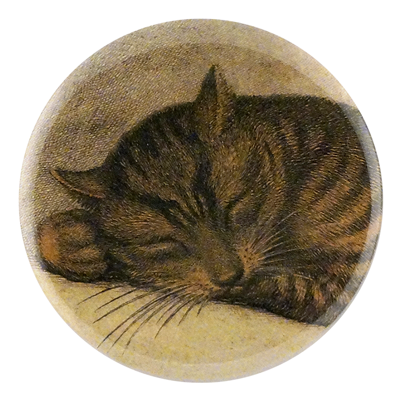 Cat Nap (Close Up)