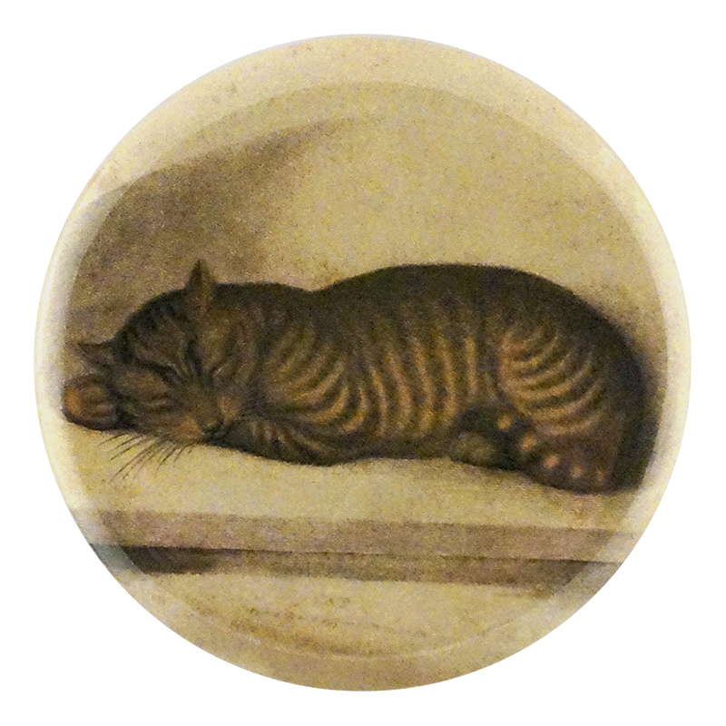 Cat Nap
