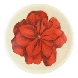 Geranium Fleuret 4