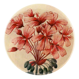 Geranium Zonale