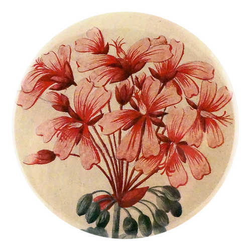 Geranium Zonale