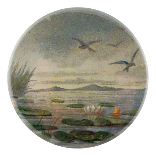 Lily Pond