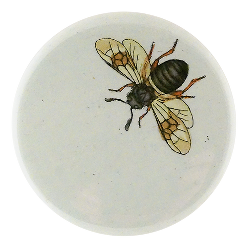 Long Horned Bee