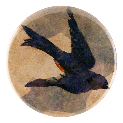 Painted Swallow